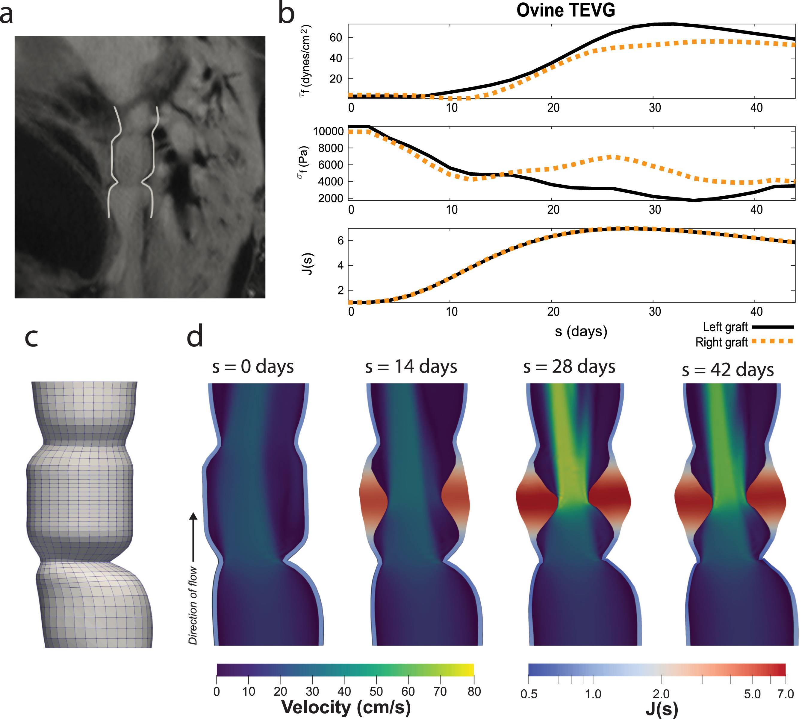 Tissue-engineered vascular graft modeling